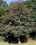 Sorbus intermedia. Плодоносящее дерево. Германия, г. Кемпен, у дороги. 15.09.2013.