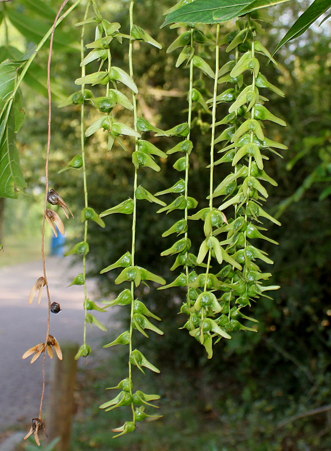 Изображение особи Pterocarya stenoptera.