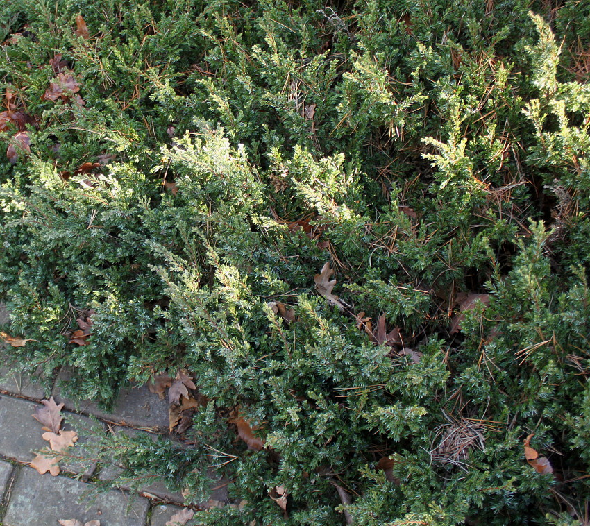 Image of Juniperus communis var. saxatilis specimen.