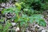 Archangelica officinalis. Верхушка расцветающего растения. Башкирия, Бурзянский р-н, заповедник Шульган-таш. 15.07.2008.