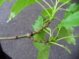 Fraxinus разновидность diversifolia