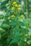 Hypericum hirsutum