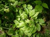 Primula macrocalyx