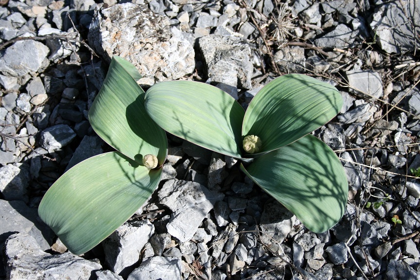 Изображение особи Allium karataviense ssp. henrikii.