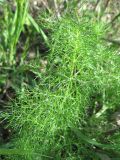 Foeniculum vulgare