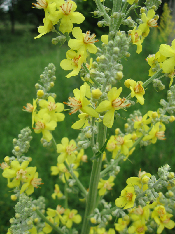 Изображение особи Verbascum lychnitis.