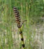 Equisetum ramosissimum