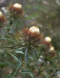 Carlina vulgaris