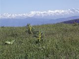Astragalus sieversianus. Цветущие растения на горном лугу. Южный Казахстан, хр. Боролдайтау (на заднем плане - Угамский хр.). 26.04.2007.