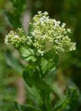 Cardaria draba