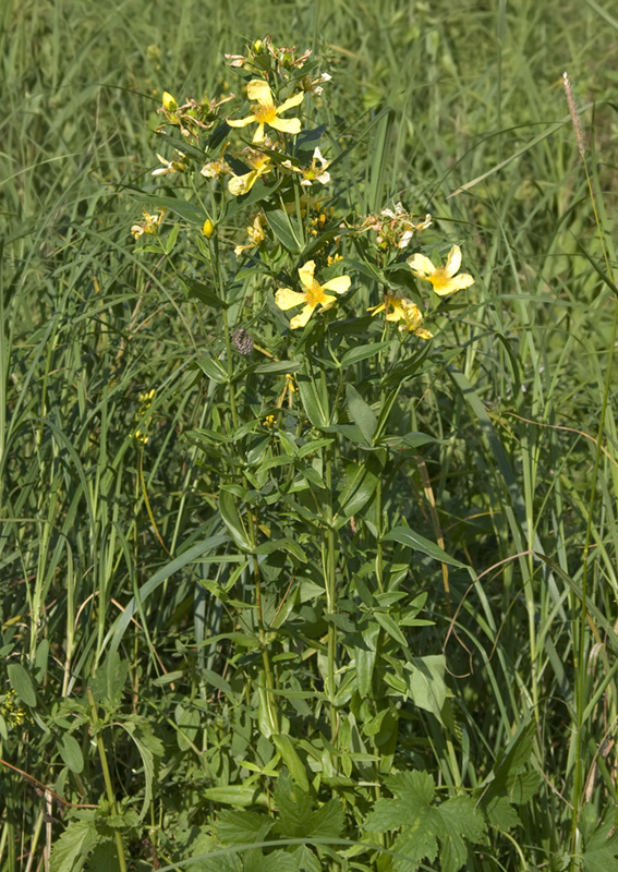 Изображение особи Hypericum ascyron.