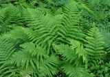 Athyrium filix-femina