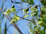 Cucubalus japonicus. Верхушка побега с плодами. Приморье, окр. г. Находка, разнотравный луг. 23.08.2016.