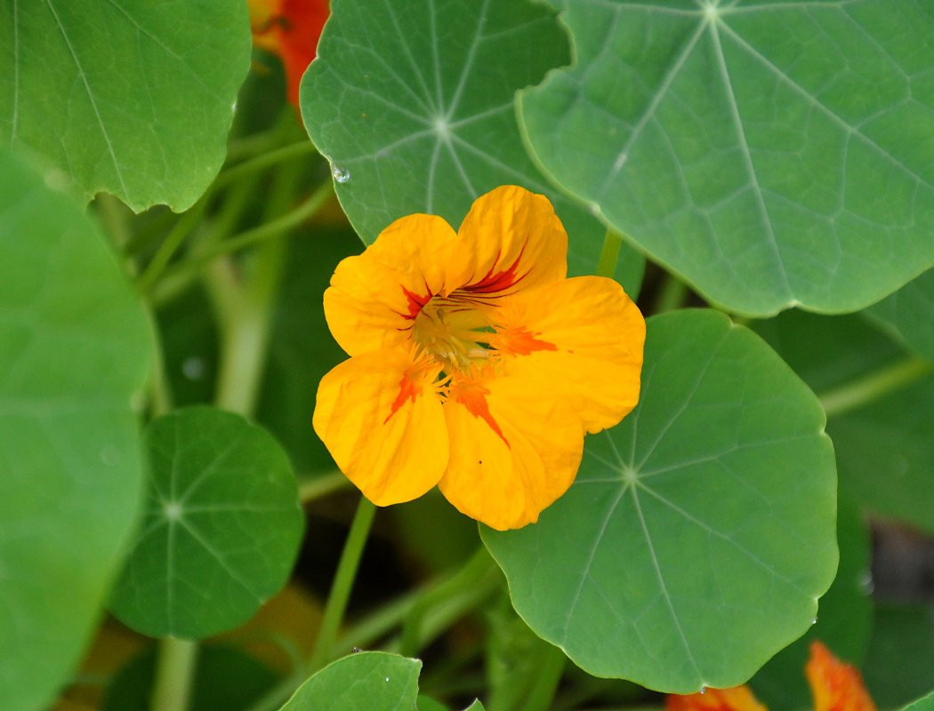 Изображение особи Tropaeolum majus.