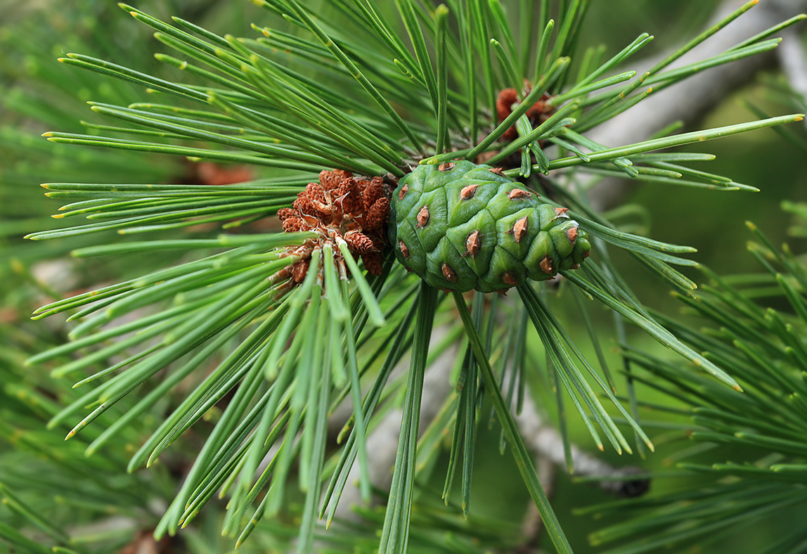 Изображение особи Pinus thunbergii.