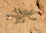 Astragalus tribuloides