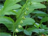 Polygonatum multiflorum