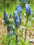 Gentiana glauca