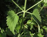 Nepeta cataria