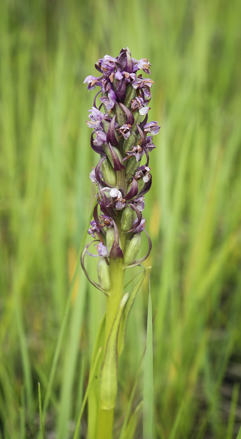 Изображение особи Dactylorhiza incarnata.