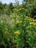 Tanacetum vulgare