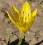 Sternbergia lutea