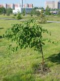 Betula papyrifera. Молодое дерево. Нижний Новгород, газон, в культуре. 05.06.2017.