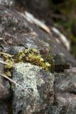 Rhizomnium punctatum. Растения со спорогонами. Мурманская обл., Кольский р-н, окр. пос. Дальние Зеленцы, окр. Столбового озера, основание скалистого склона северной экспозиции небольшой сопки, расщелина в скале. 30.07.2017.