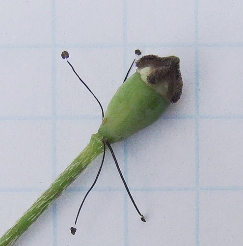 Image of Papaver dubium specimen.