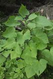 Paulownia tomentosa. Молодое растение. Краснодарский край, г. Сочи, Лазаревский р-н, с. Солохаул, берег р. Шахе. 10.08.2017.