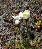 Anemonastrum sibiricum. Цветущее растение. Чукотка, побережье бухты Провидения, кустарничковая (Dryas) тундра. 28.05.2007.