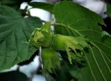 Corylus avellana