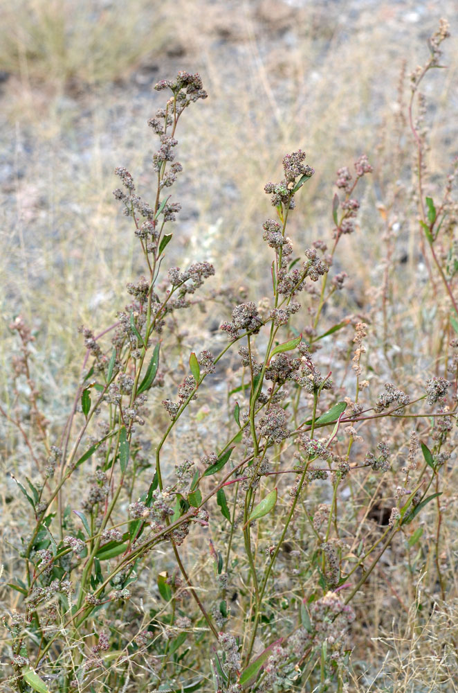 Image of genus Chenopodium specimen.