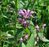 Lamium maculatum. Верхушка цветущего растения. Республика Адыгея, пос. Каменномостский, открытый участок на окраине поселка. 29.04.2018.