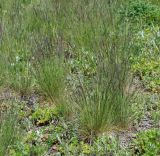 Festuca valesiaca. Растения с формирующимися соцветиями. Восточный Казахстан, г. Усть-Каменогорск, правый берег р. Иртыш, обочина асфальтированной дороги возле стадиона. 21.05.2018.