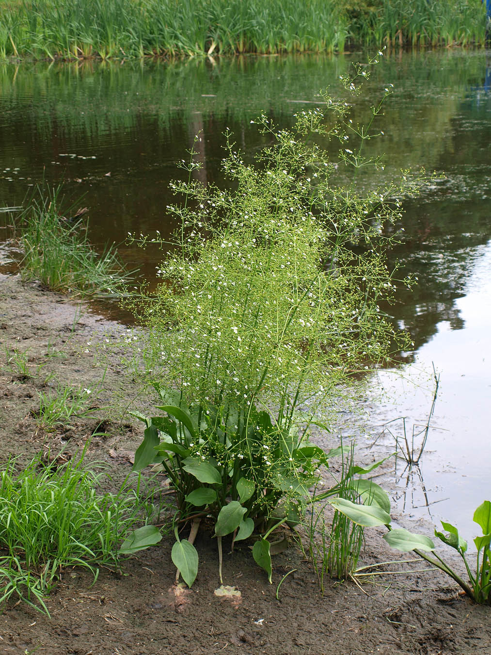 Изображение особи Alisma plantago-aquatica.