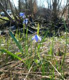 Scilla siberica