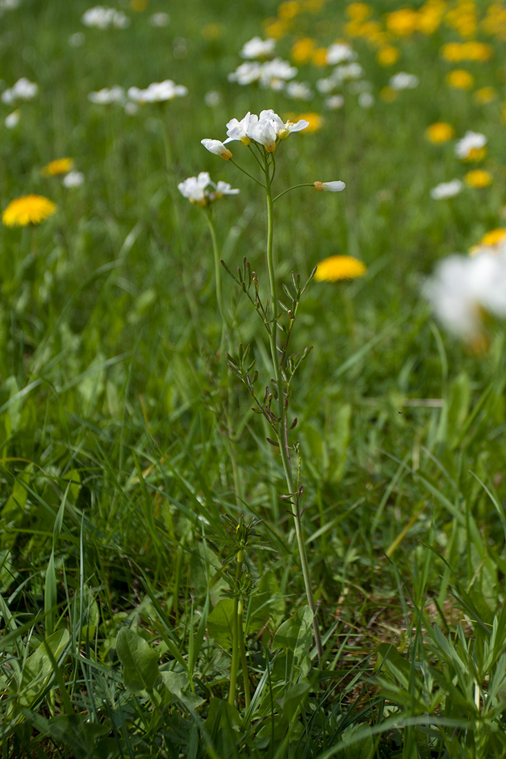 Изображение особи Cardamine pratensis.