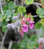 Teucrium divaricatum subspecies canescens. Цветки и бутоны. Республика Кипр, Троодос, ≈ 800 м н.у.м., у отделяющего земельный участок от соснового леса каменного забора. 17.06.2019.