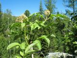 Sambucus sibirica. Верхушка ветви с соцветиями. Казахстан, Центральный Алтай, левая сторона долины р. Белая Берель, зона смешанных лесов, край небольшой осыпи. 27 июня 2019 г.