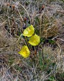 genus Papaver. Цветущее растение с засохшими прошлогодними плодами. Алтай, Кош-Агачский р-н, долина р. Аккаллу-Озек, ≈ 2500 м н.у.м., горная тундра. 17.06.2019.