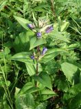 Gentiana scabra