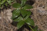 Galium rubioides. Часть побега. Крым, Бахчисарайский р-н, окр. пгт Куйбышево, сосняк на склоне горы. 27.06.2020.