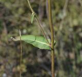 Picris hieracioides