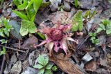 Petasites hybridus