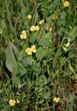 Lathyrus aphaca