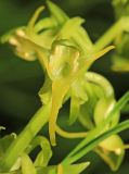 Platanthera maximowicziana