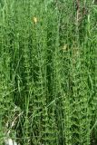 Equisetum fluviatile. Спороносящие растения. Республика Татарстан, Агрызский р-н. 05.06.2010.