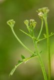 Pyrethrum corymbosum. Верхушка растения с нераскрывшимися соцветиями. Ростовская обл., Белокалитвинский р-н, окр. с. Литвиновка, ур. Филькино, лиственный лес. 28.05.2022.