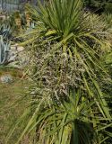 Cordyline australis